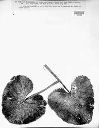 Ceriophora palustris image